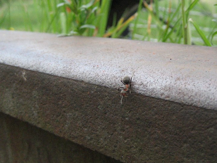 IMG_2567.JPG - ... ku uciesze wielkich czerwonych mrówek